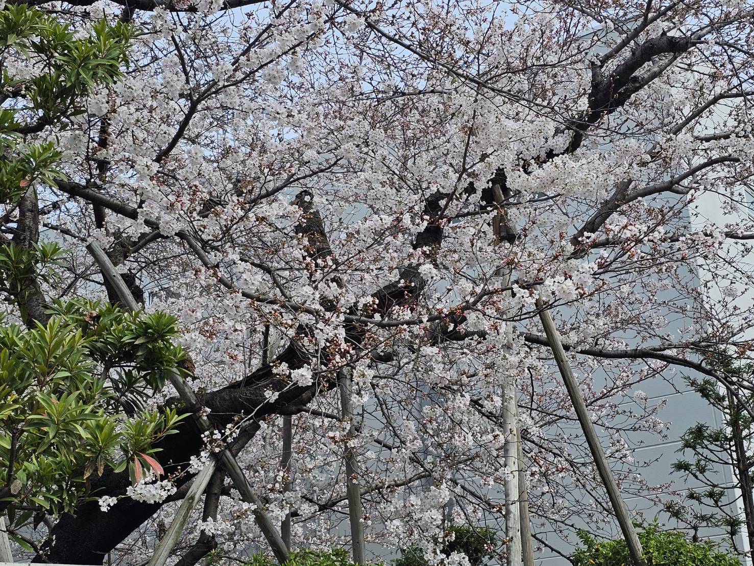 花見に行ってきました